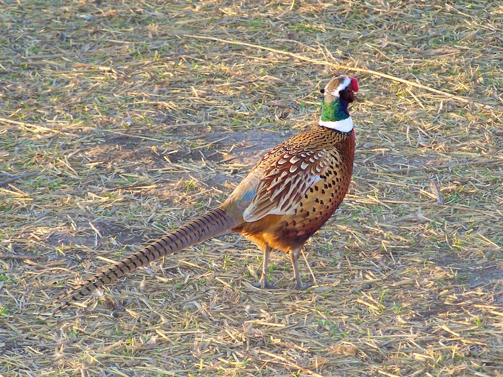 Pheasant hunting party at the preserve