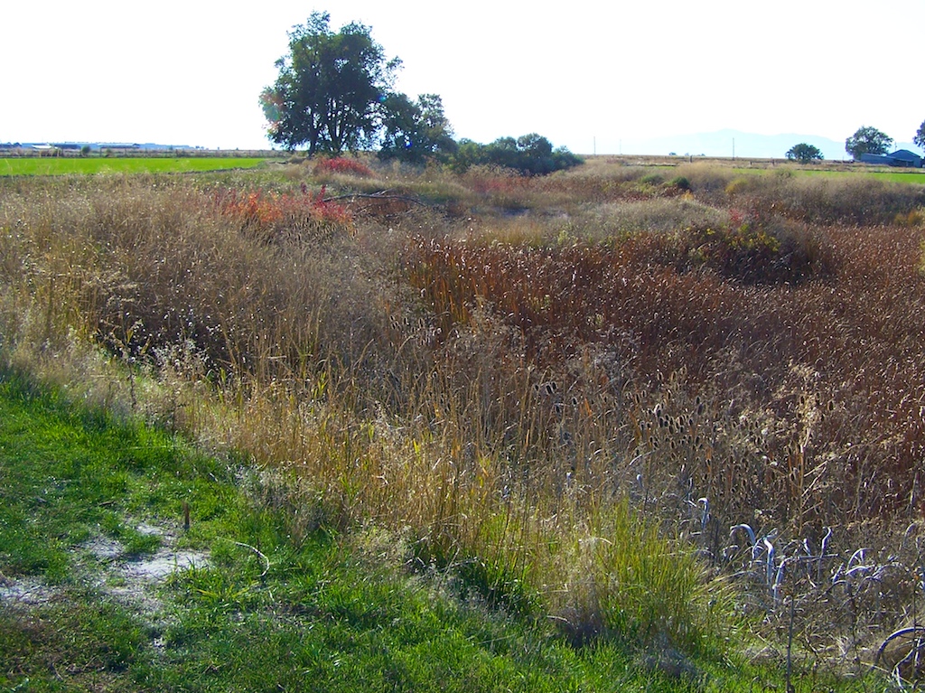 Hunters with dogs at Pheasant Grove
