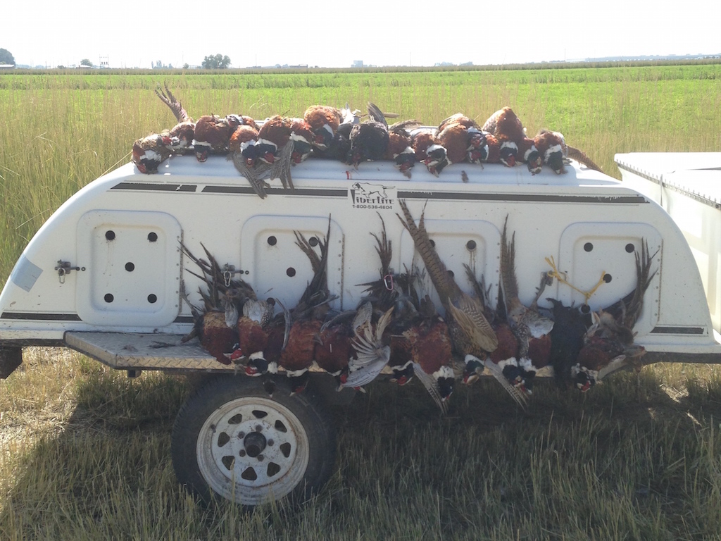 Classic Utah pheasant hunt