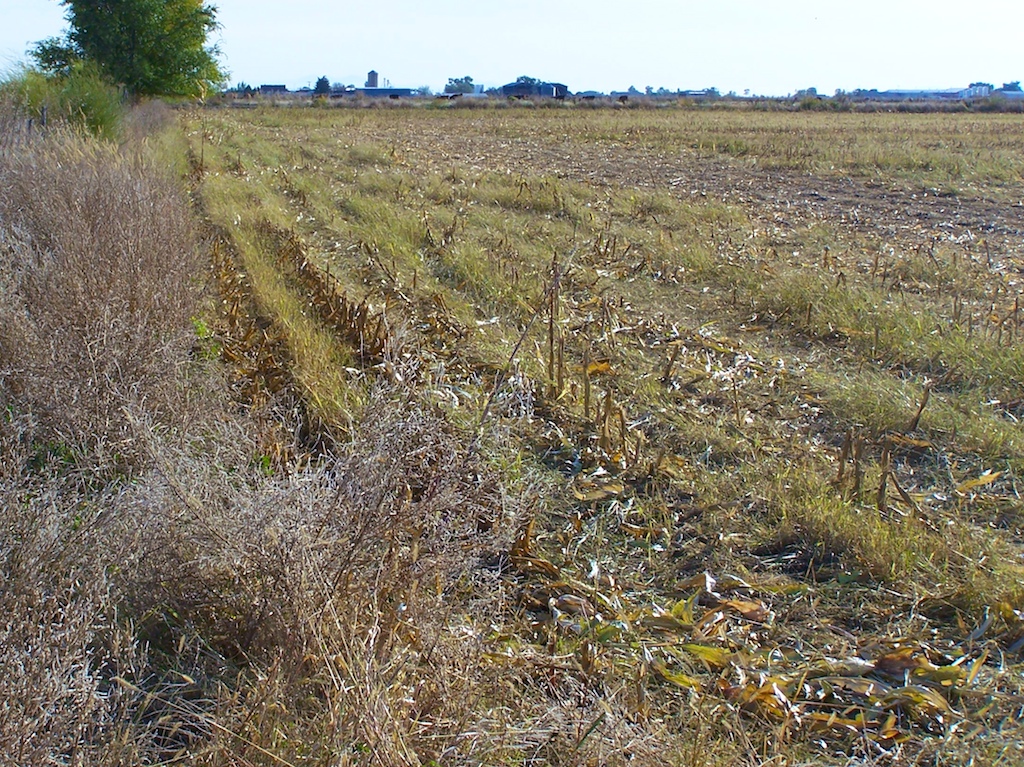 Hunter with pheasants in the field